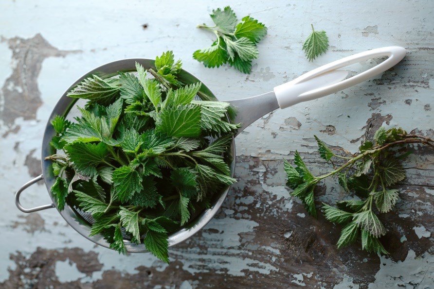 Stinging nettles in a colander