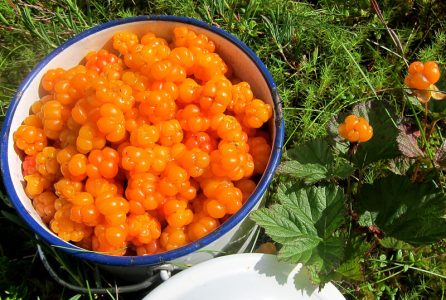 yellow berries